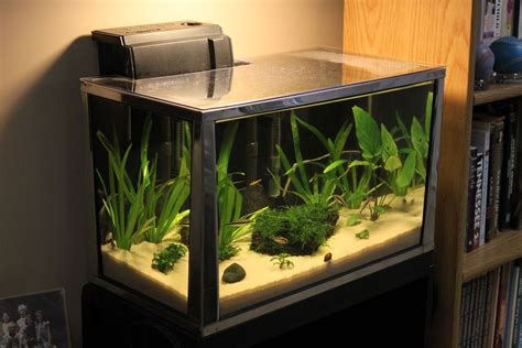 20 gallon fish tank how many fish|20 gallon tank freshwater fish.